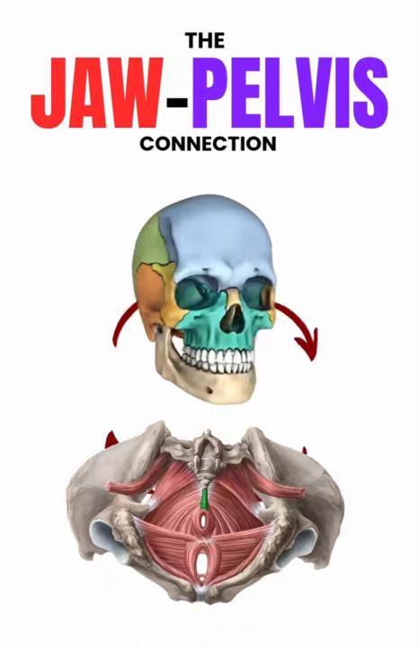 Mandíbula y pelvis