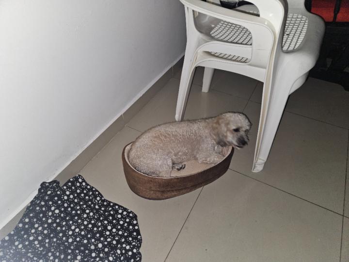 Paola Andrea Duques Lopez