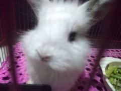 Sharen Joyfull
