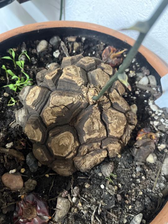 Deysi Cruz Montes de oca