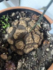 Deysi Cruz Montes de oca