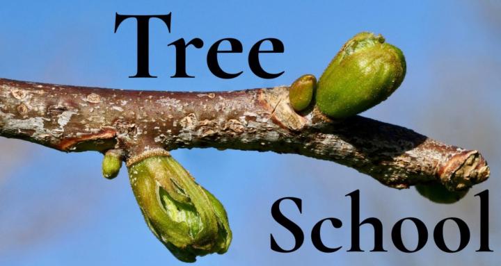 Tree School