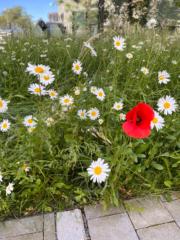 Landy Raoilison
