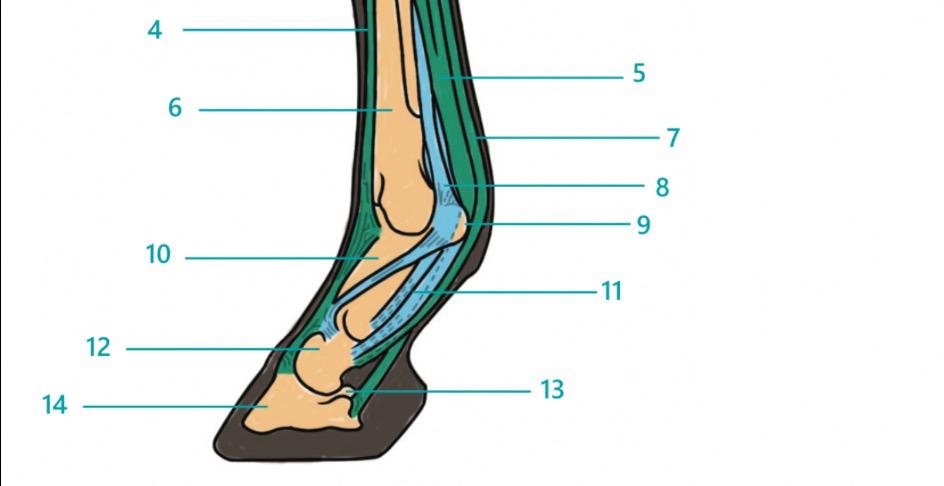 Red level worksheets