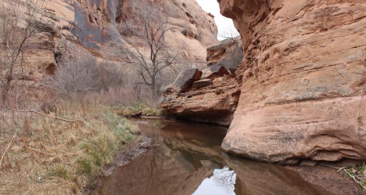 Cognitive Collective