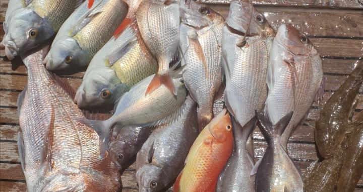 Engo's Fisho's