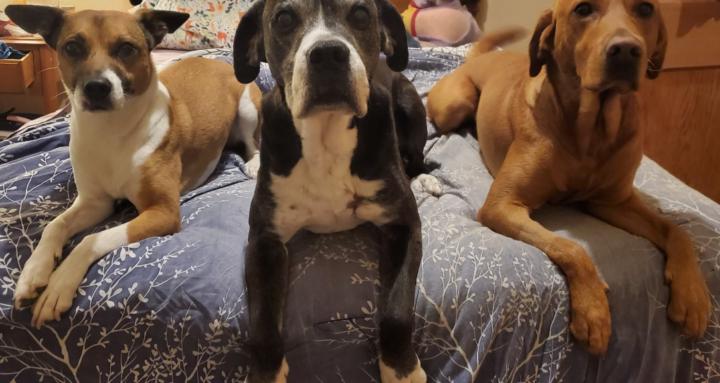 Attuned Canine Guardians