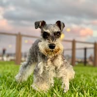 Shih Chun