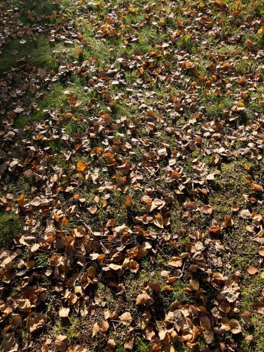 Romina Keiko Nagajata