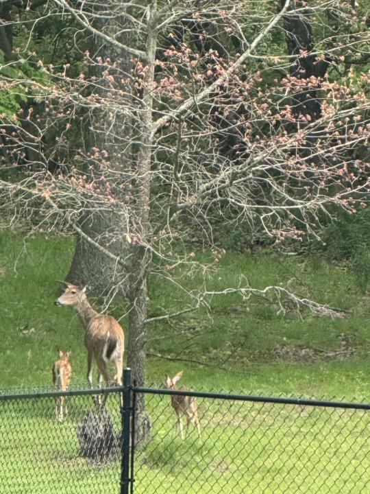 First fawns 