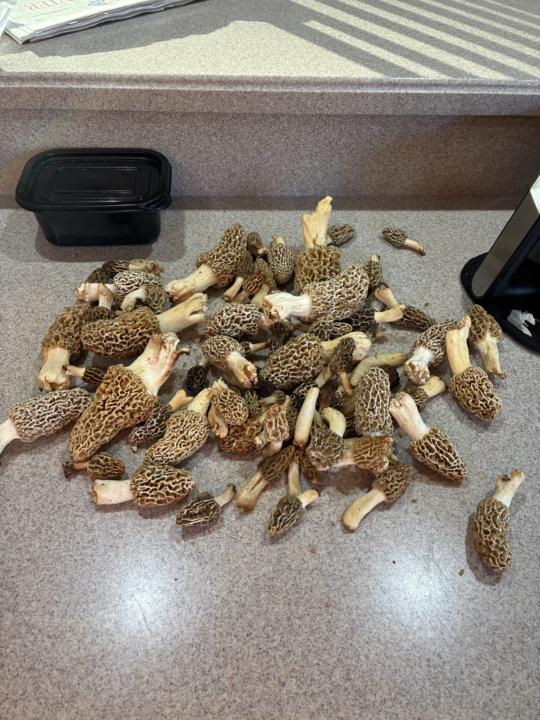 Great hunt