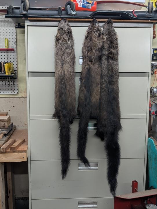 Off Season Activity- Trapping 