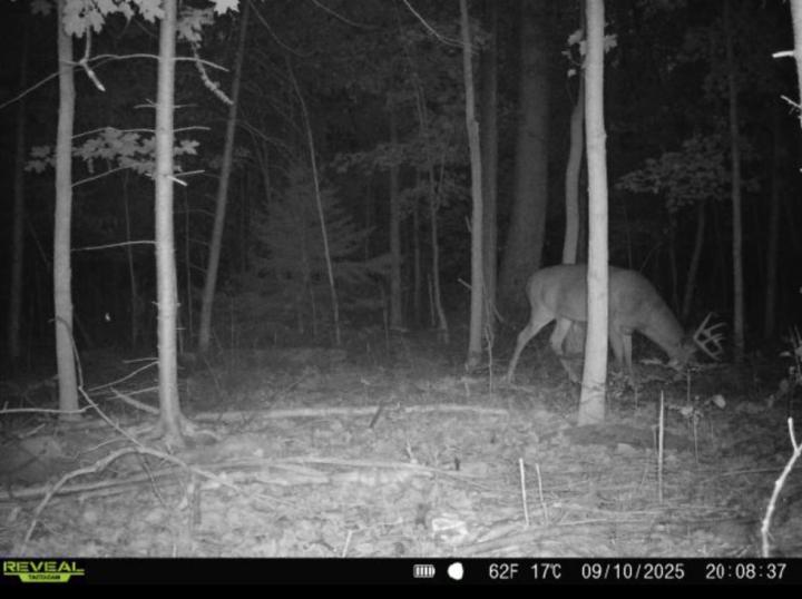 Let’s see some trail cam pictures 
