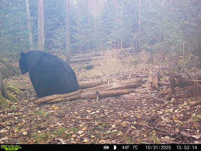 Should have been in the blind.