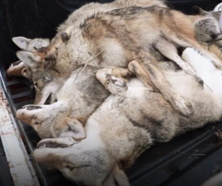 Last winter coyote hunt