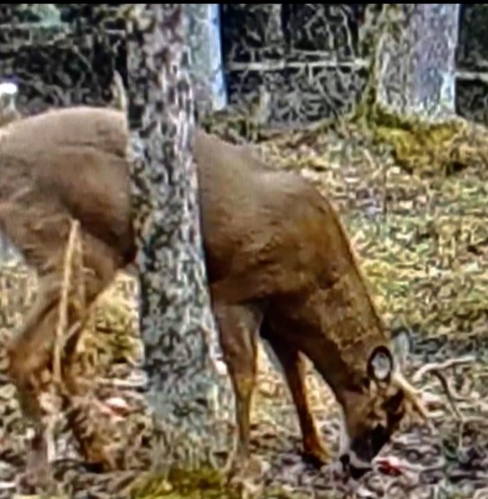 Shoot or not shoot? See below! 🦌 