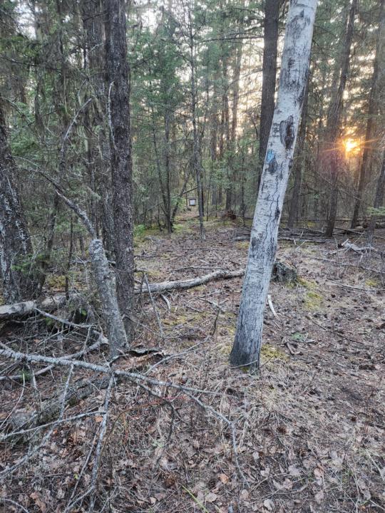 Killed a dead tree