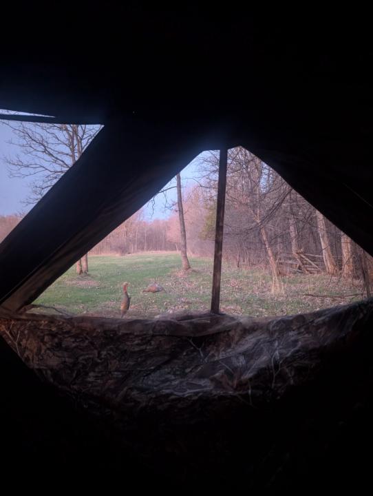 Good Morning from the Ontario Turkey Opener. 