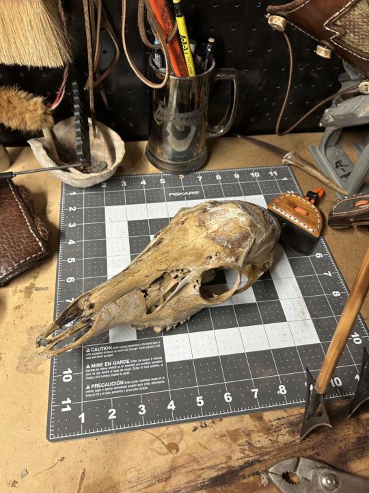 Skull cleaning 