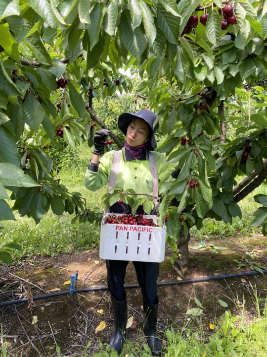 🍒 不在塔斯也吃得到櫻桃！（偷偷報好康）
