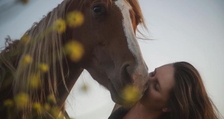 The Grounded Horse