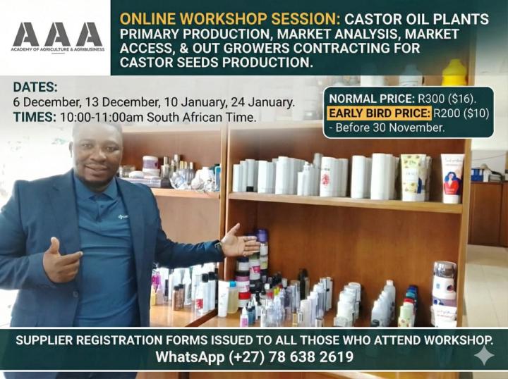 Castor Oil Seeds Plant Production for Global Commercial Market Supply 