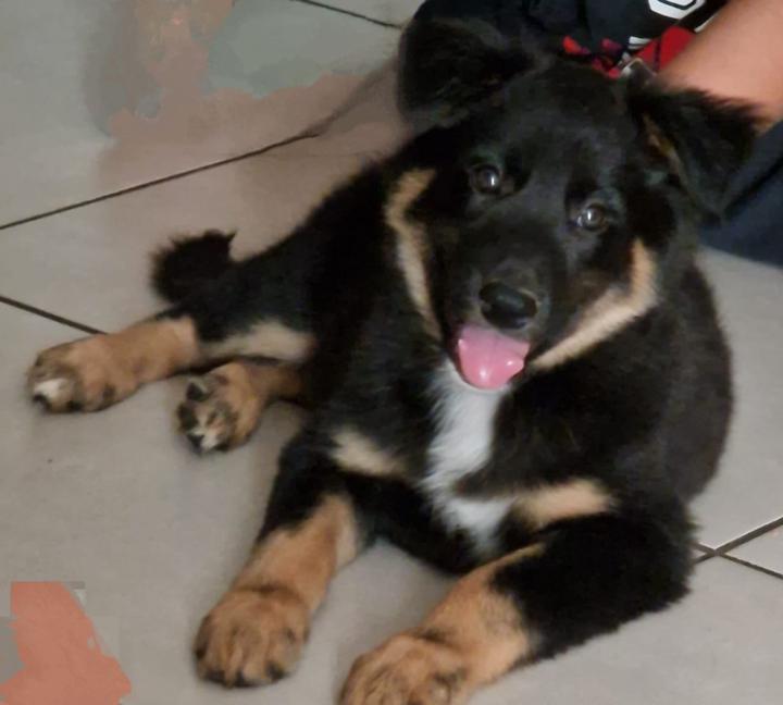 William Francillonne