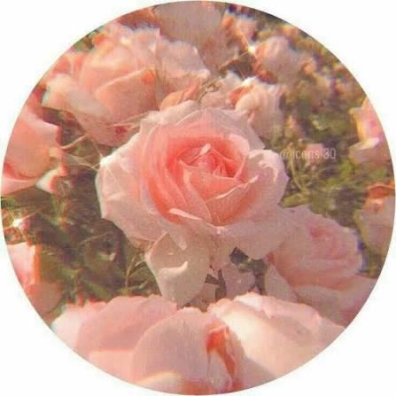 Tracie Iv