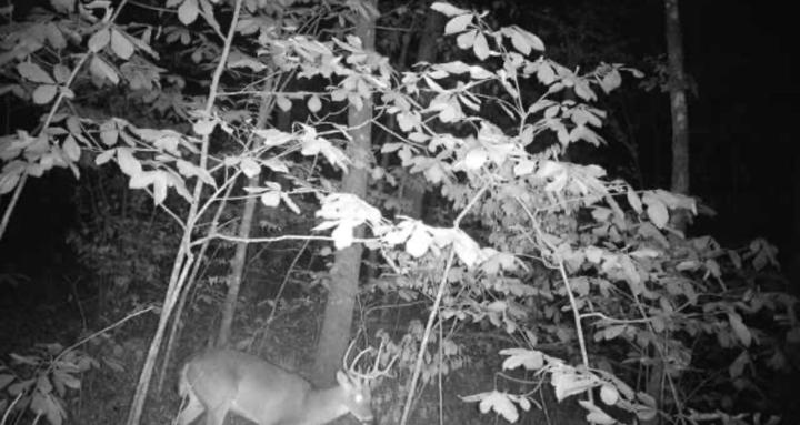 Hunting tips/fishing tips