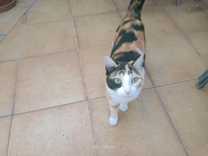 Angels Gómez del Pulgar Pitar