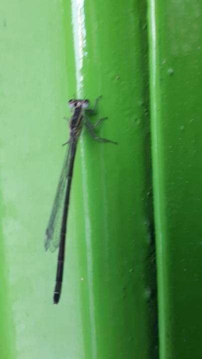 Burghelea Luminita