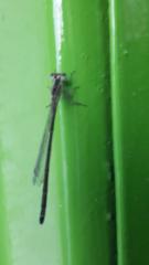 Burghelea Luminita