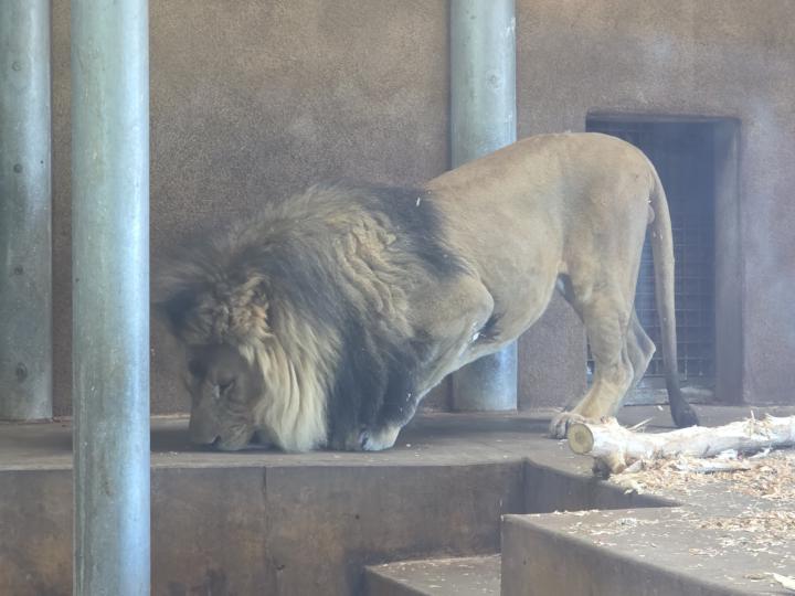 Cheyenne Mt Zoo