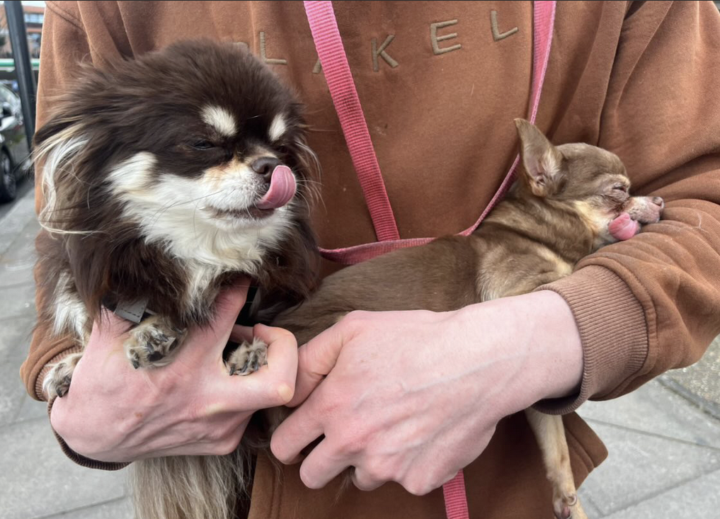 "You care about the dogs more than me."