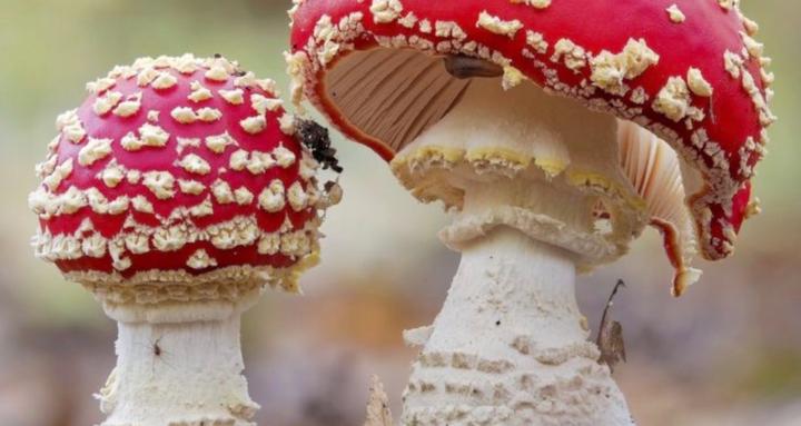 Root And Reason: Ethno Life