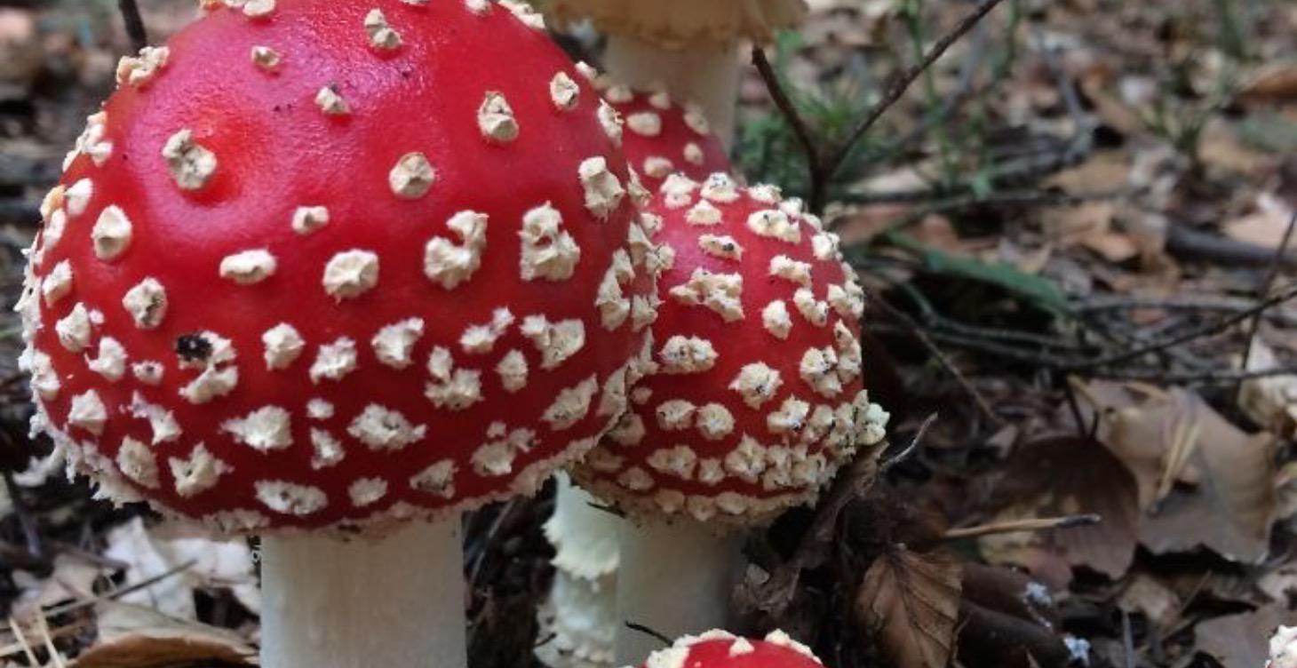 Amanita muscaria