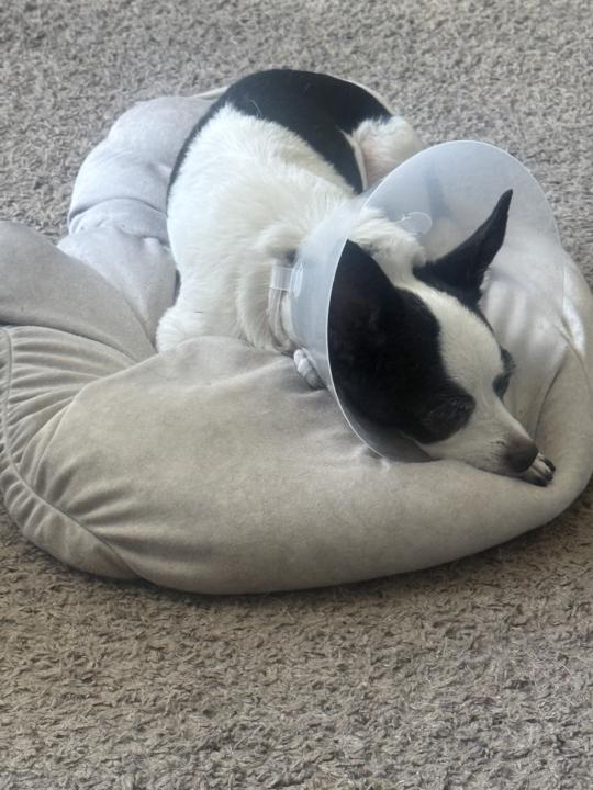 Sorry for the little absence  