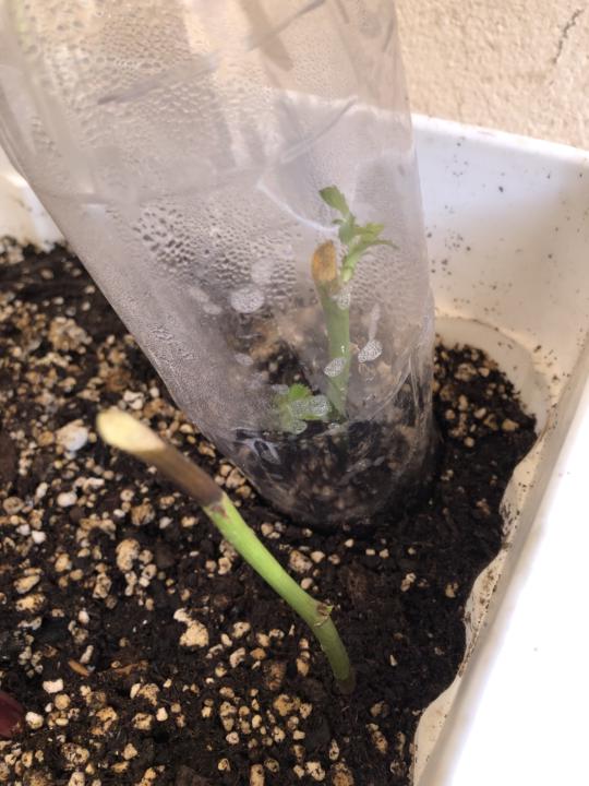 Planting Cutting roses!