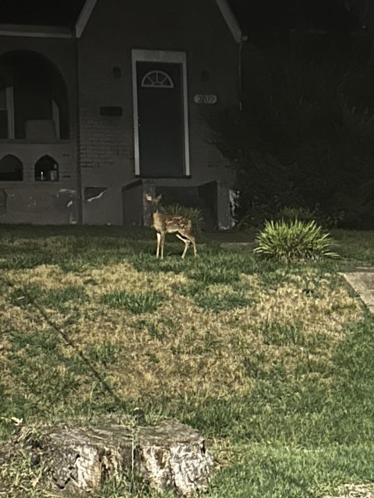 Babi 🦌🩷