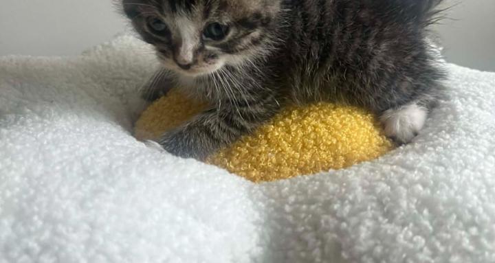 Kinder Kittens