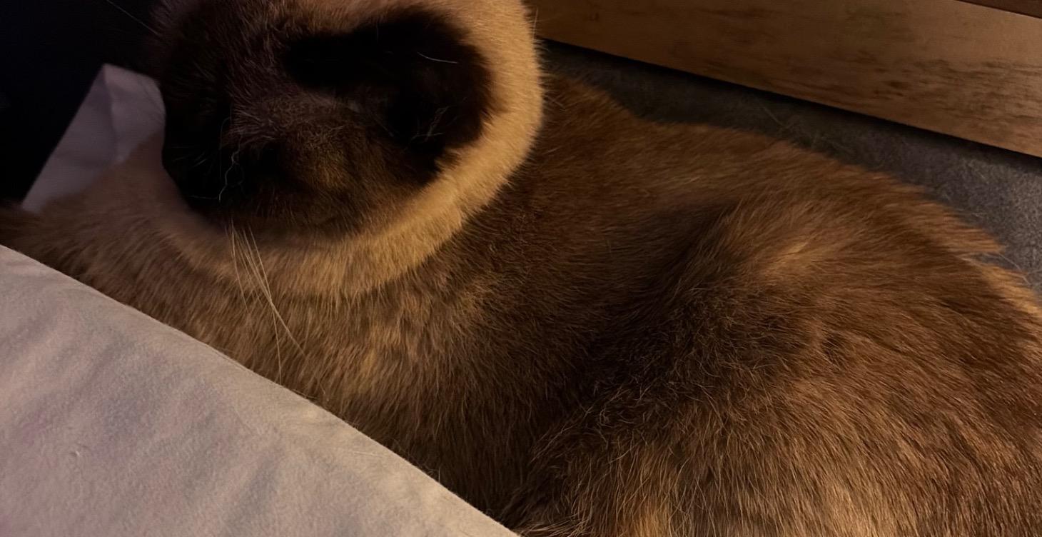 Animals field and love of all animals