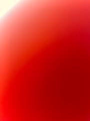 Vanessa Scheibelreiter