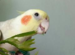 Thanaboon Chulyamitporn