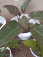 Firibati Tirifoni