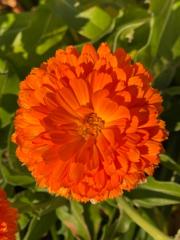 Louisia Simon