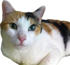Chinchung Wu