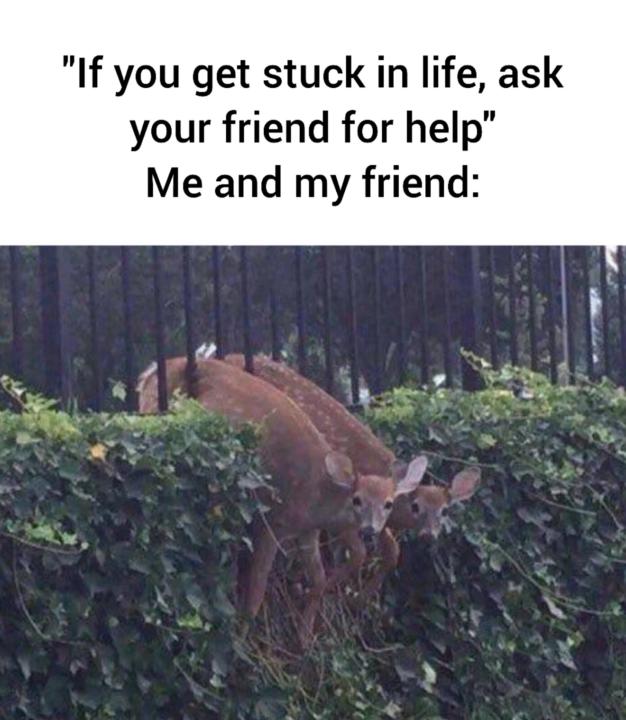 Friends 