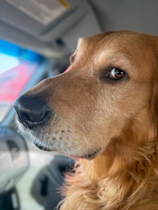 Christmas With My Dog