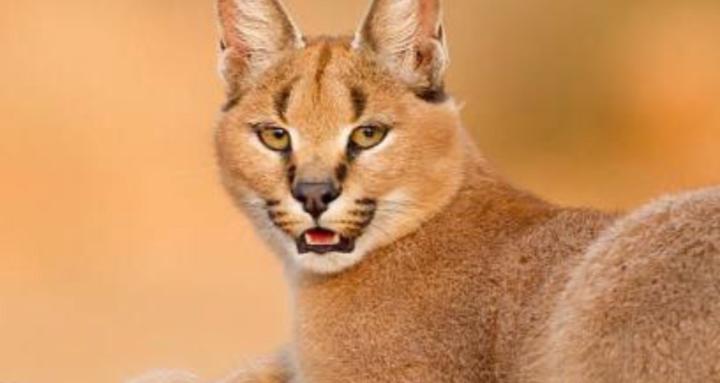 Caracal Reflection Hub