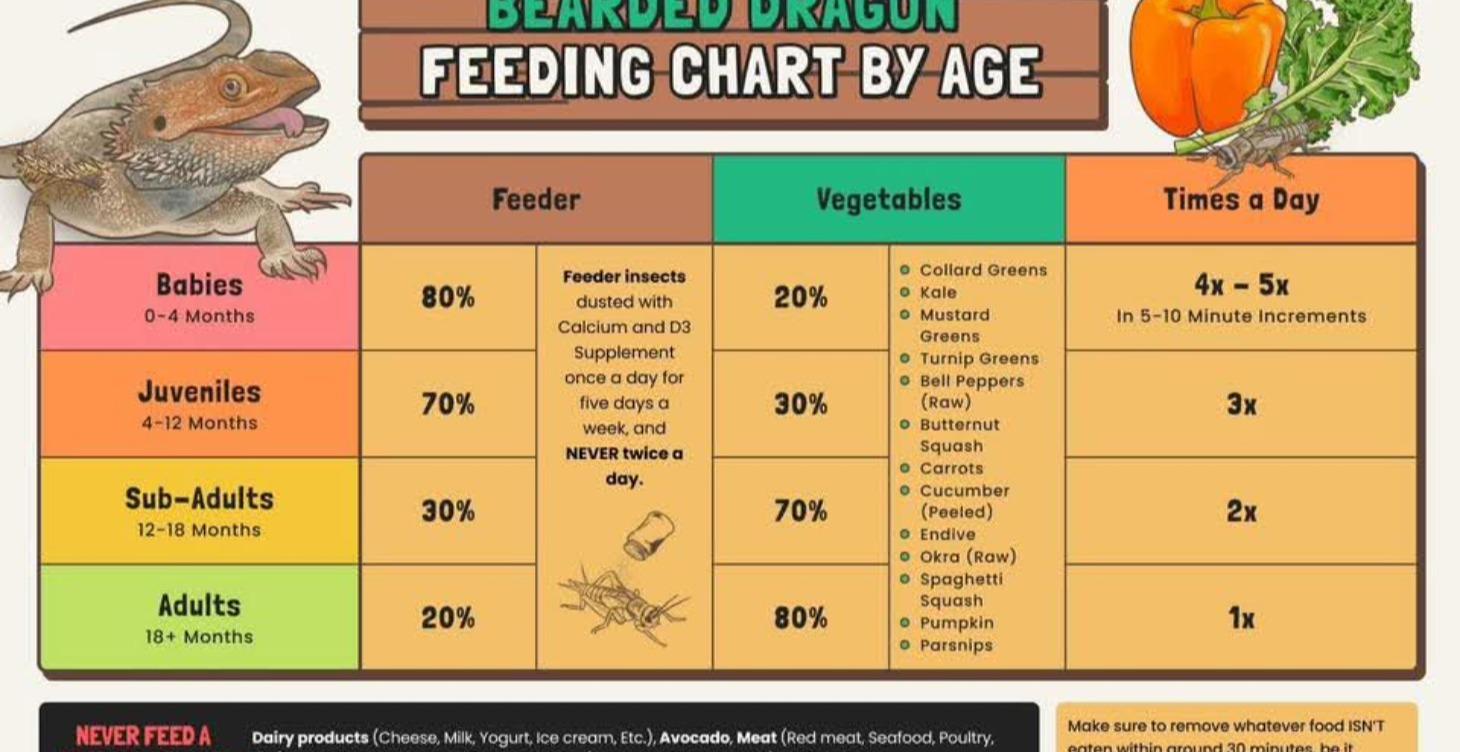 Bearded dragon diet 101